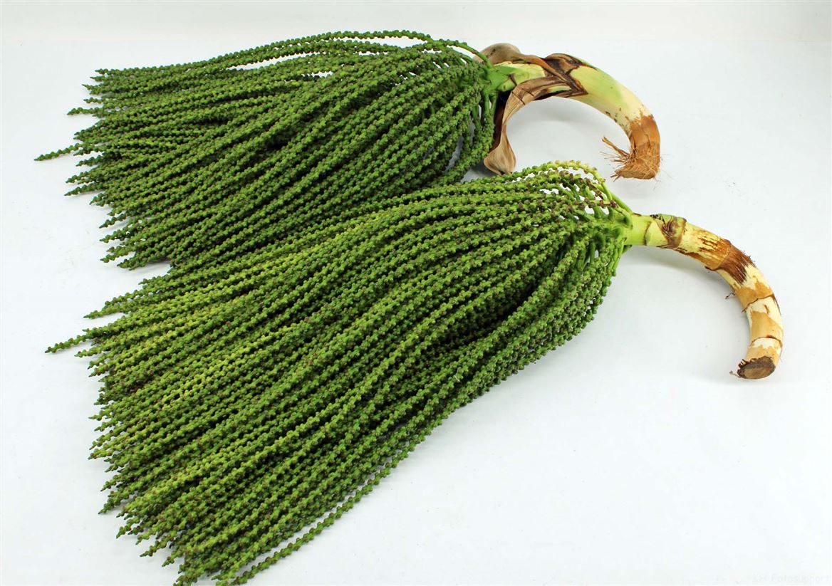 Caryota Mitis 60cm
