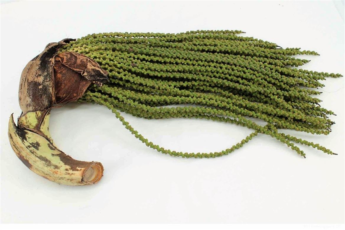 Caryota Mitis 55cm