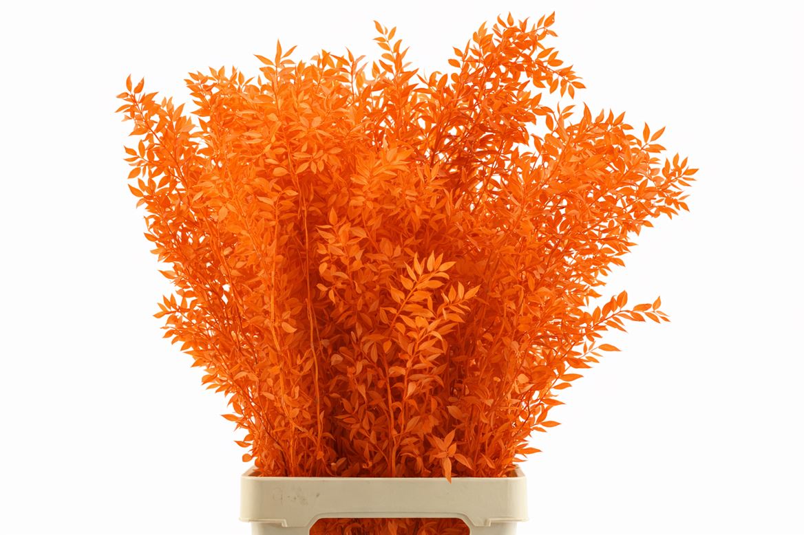 Pres Ruscus Orange P Stem
