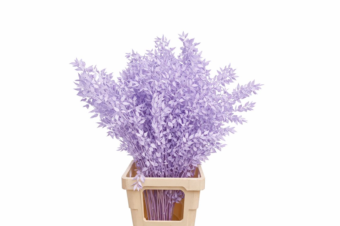 Pres Ruscus Milka P Stem