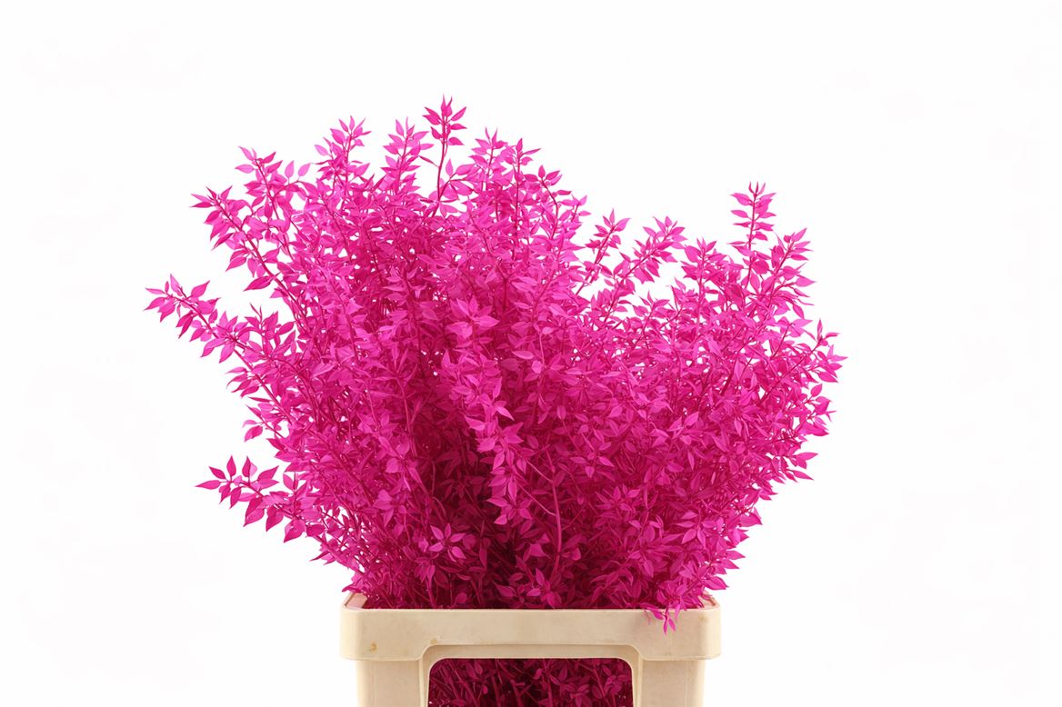 Pres Ruscus Cerise P Stem