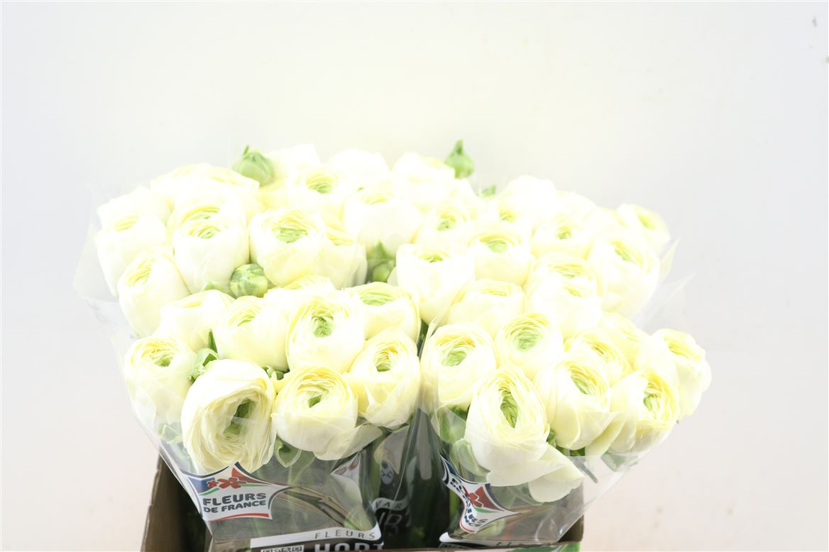 Ranunculus 40cm