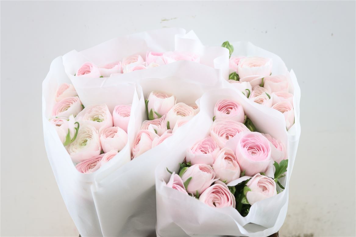 Ranunculus Success Hanoi 40cm