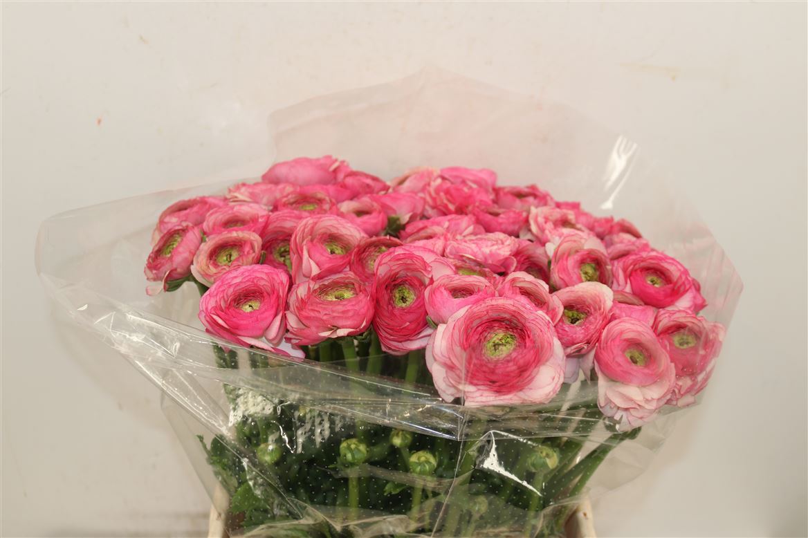Ranunculus 40cm
