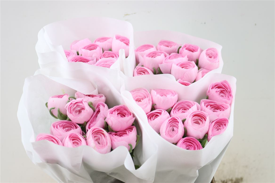 Ranunculus 40cm