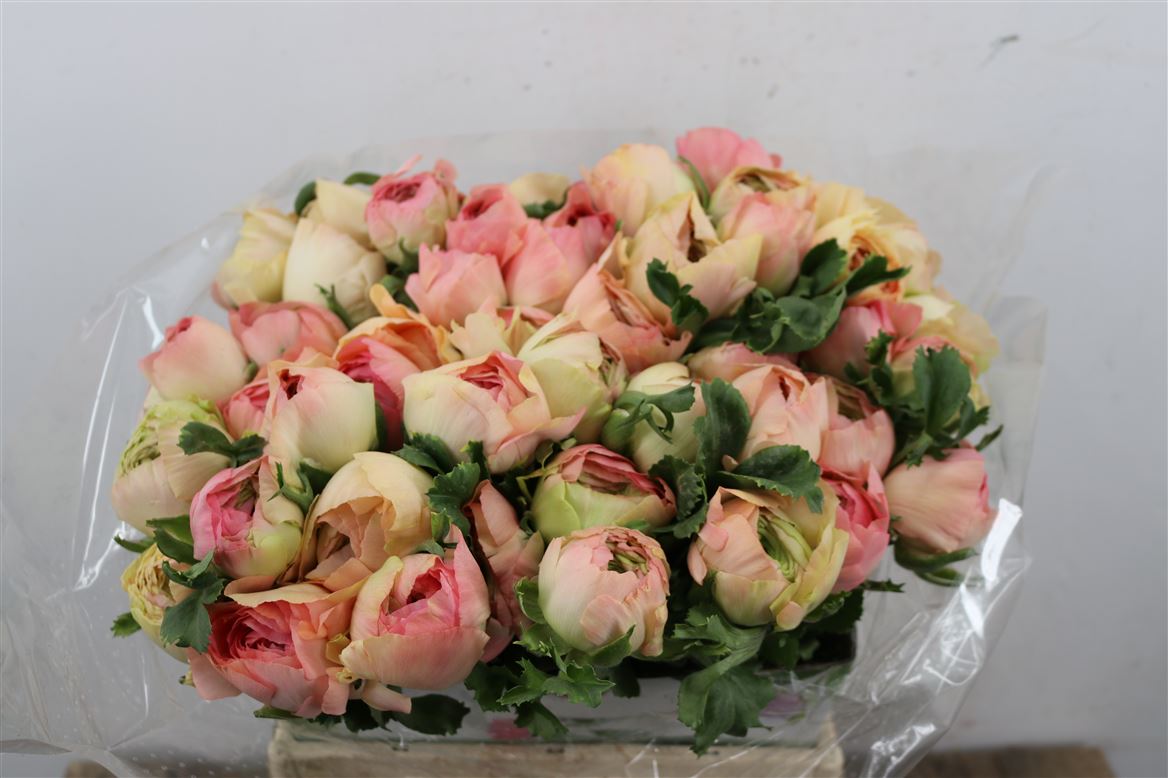 Ranuncules Aazur Champagne 45cm
