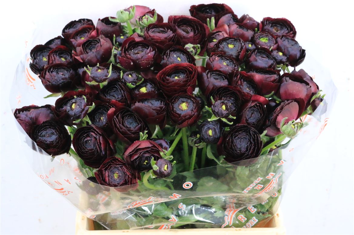 Ranuncules Su Nerone 40cm