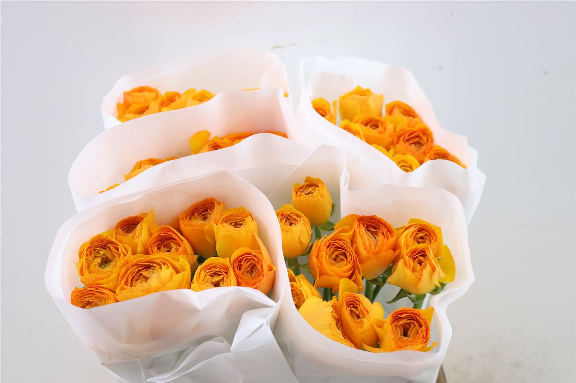 Ranunculus Clooney Lambada 40cm