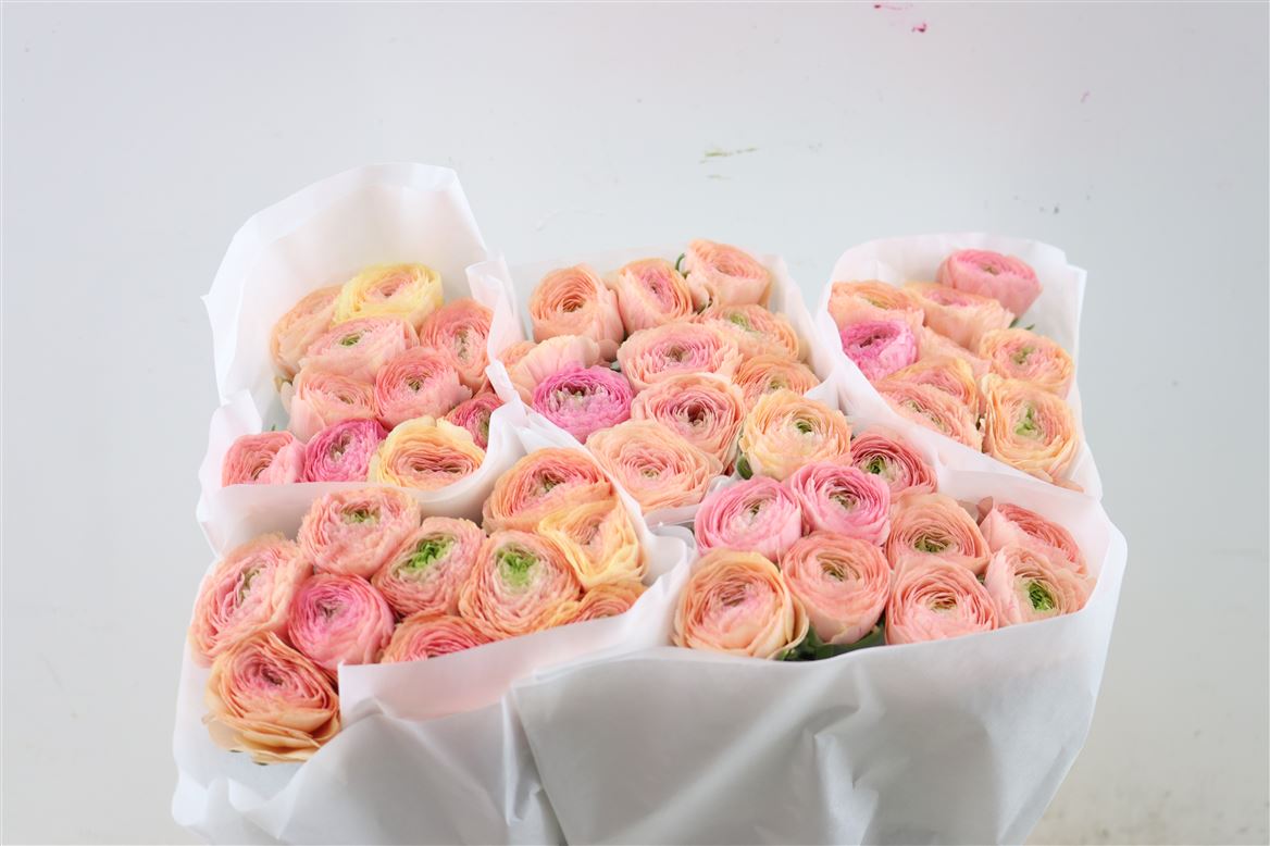 Ranunculus Su Grand Pastel 40cm