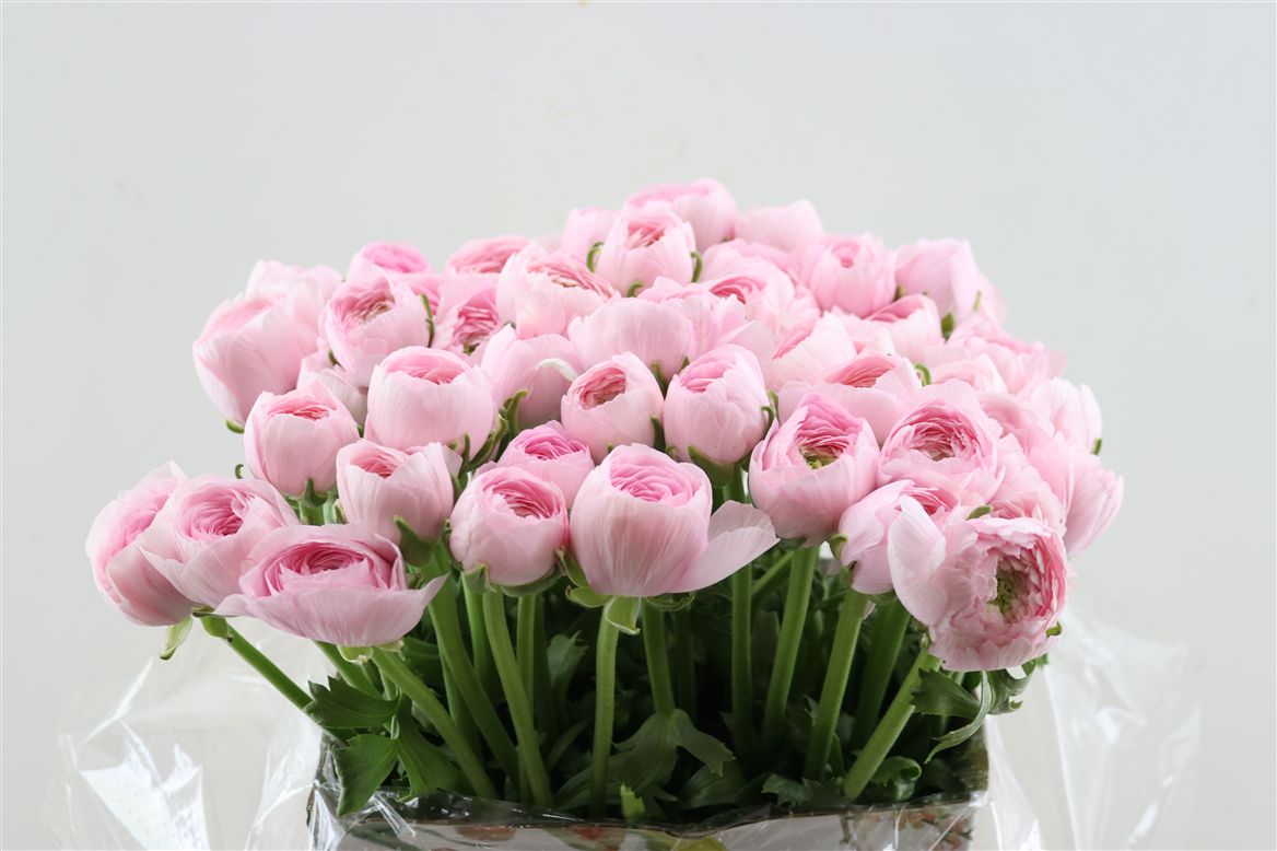 Ranunculus 40cm