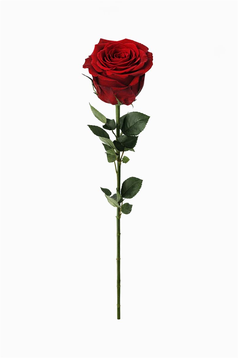 Ro Pres Stem 50cm Red