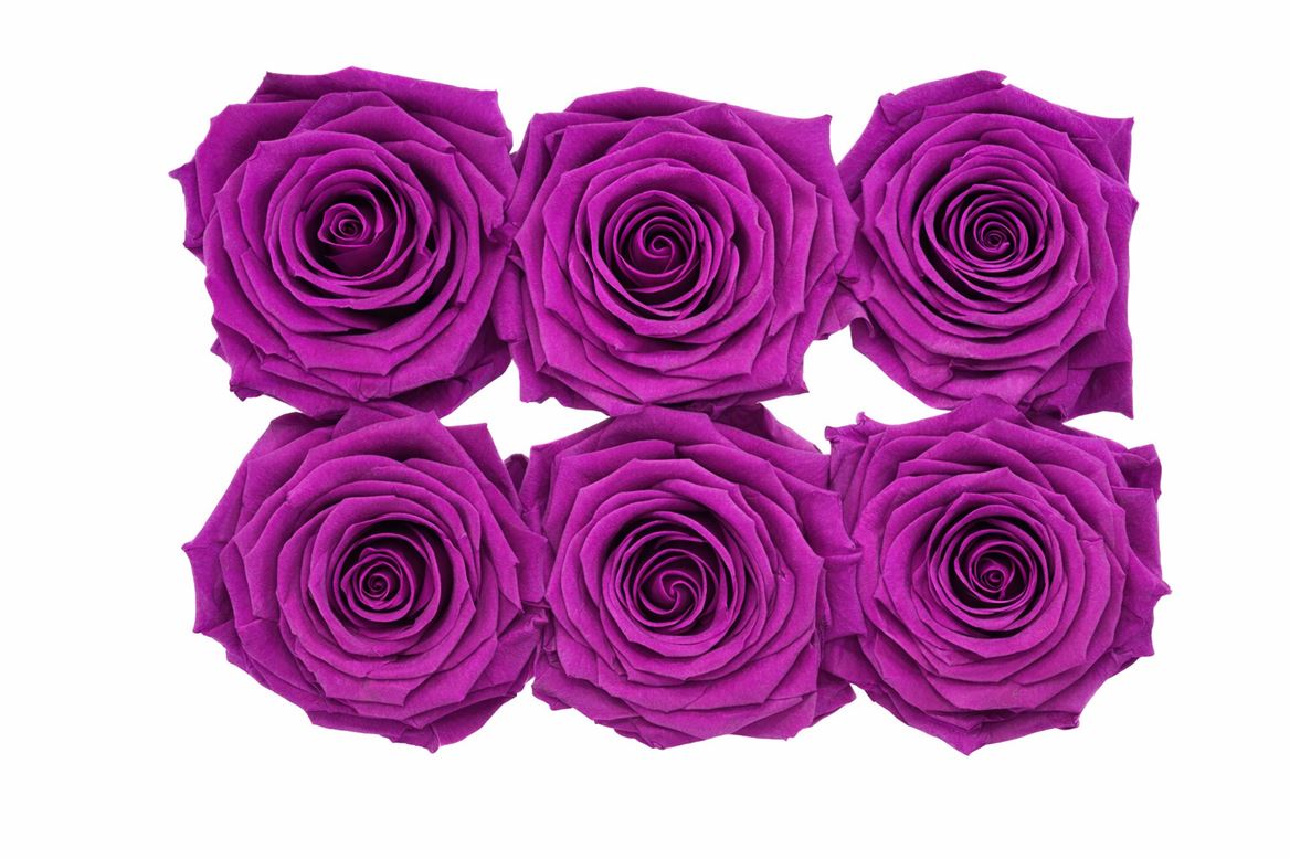 Ro Pres Classic Mauve