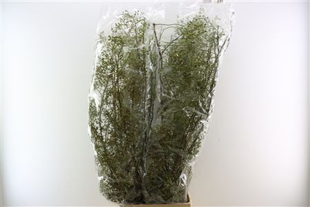 Rosa Corallo 120cm Ptk