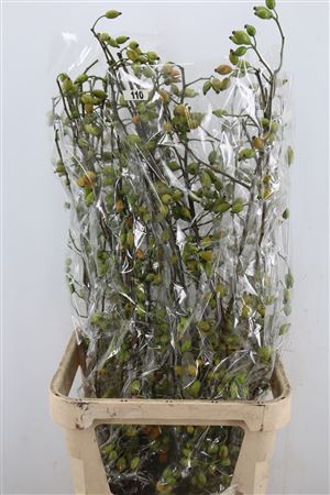 Rosa Zaffiro 100cm Ptk