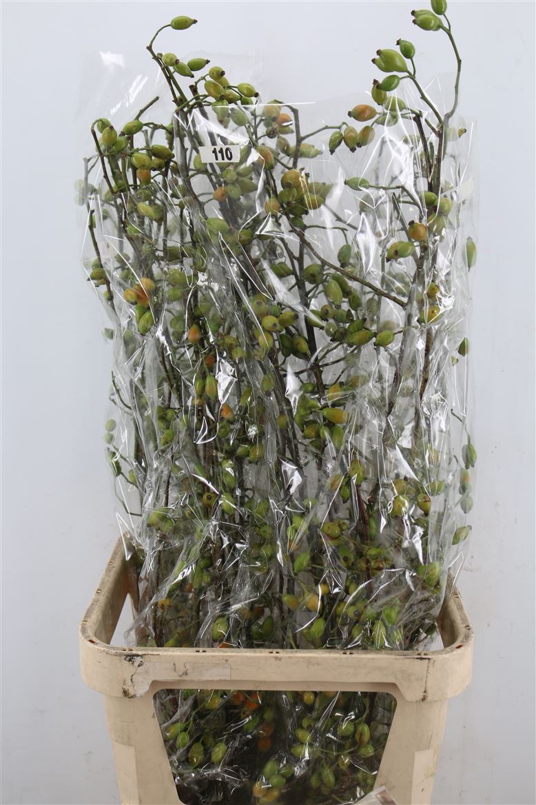 Rosa (ROZEBOTTEL) 100cm