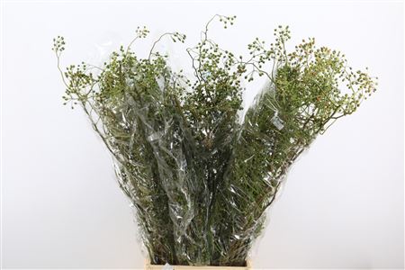 Rosa Corallo 100cm Ptk