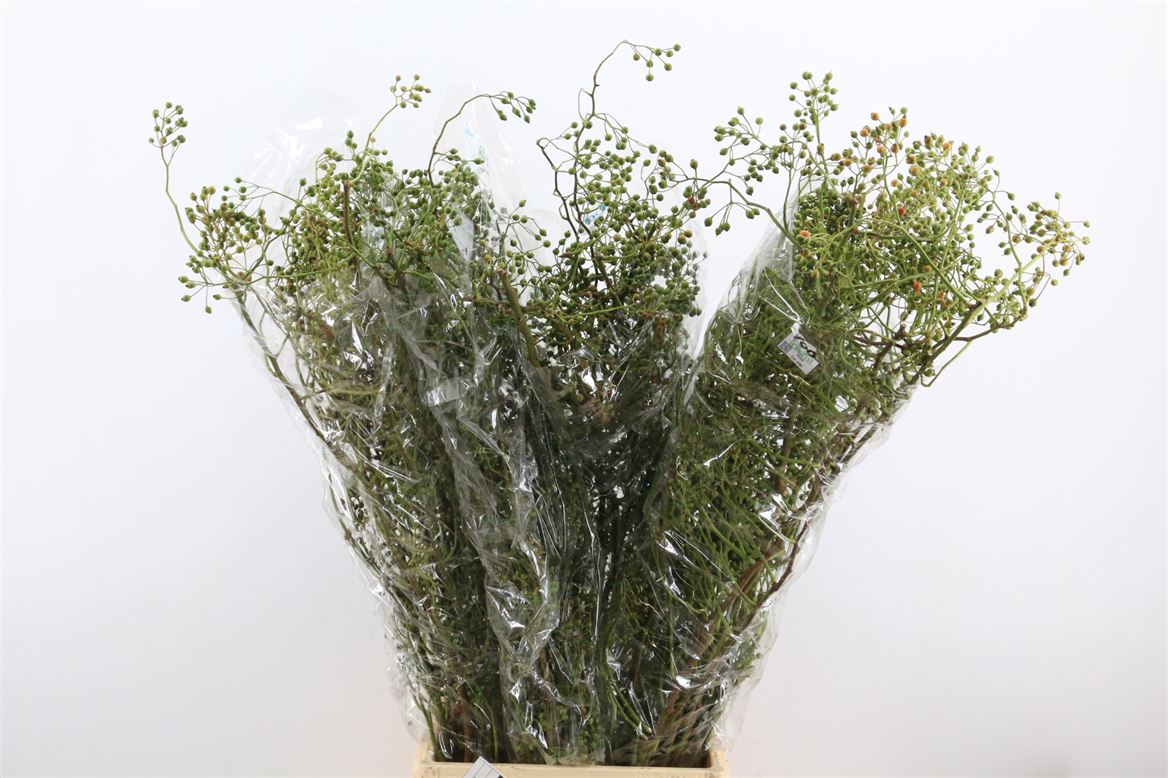 Rosa (ROZEBOTTEL) 100cm