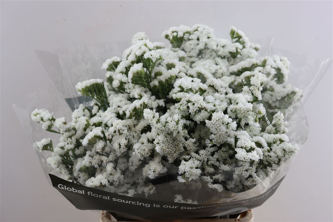 Limonium St Silv Sun Birds 70cm 35gram