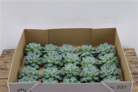 Echeveria Albicans Klein X20