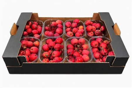 Sier Malusappel Red X8