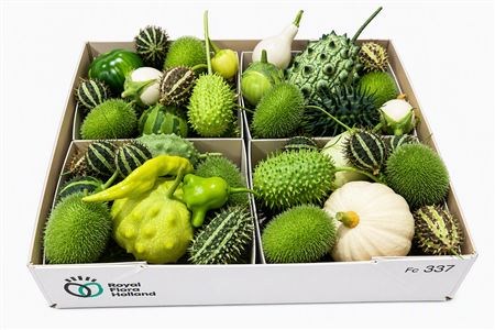 Sier Cucumis Mix Spec White X4 Holl