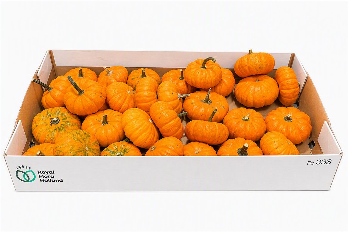 Cucurbita Jack Be Little