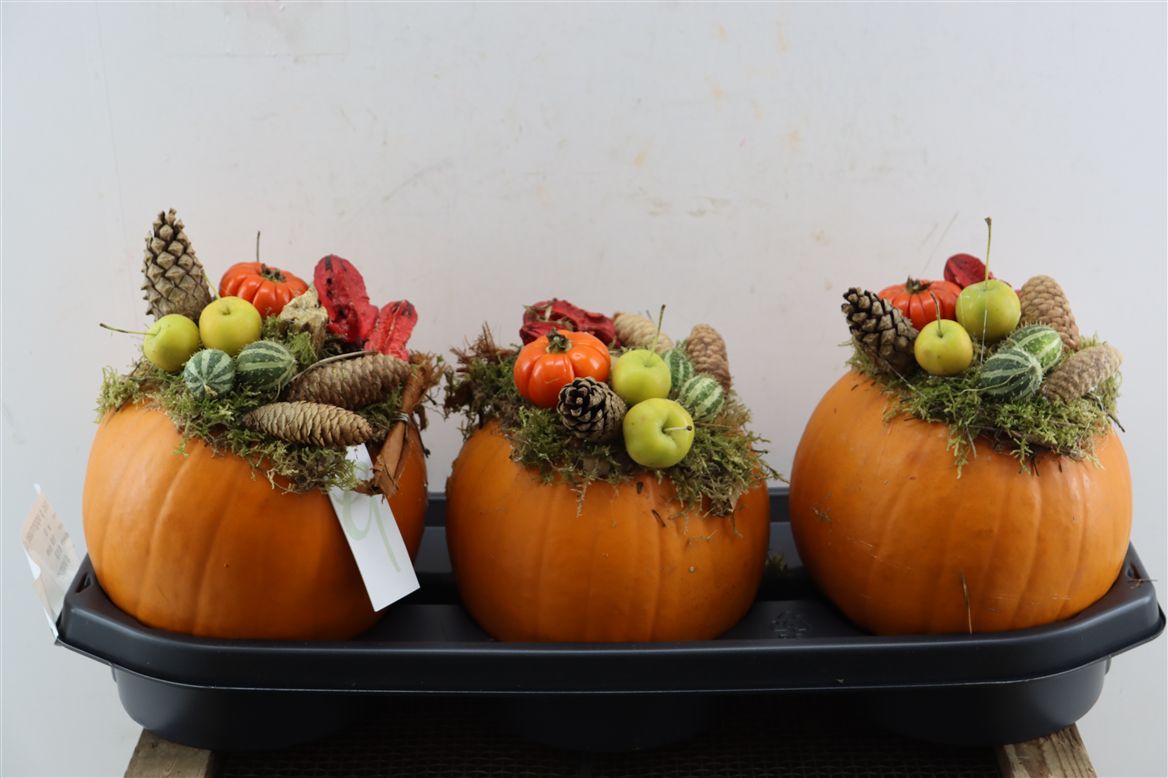 Ornamental Fruits Per Piece