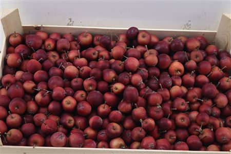Sier Malusappel Dark Red 5kg P Box