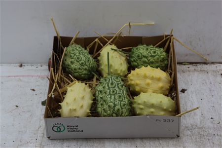 Sier Cucumis Kiwano Green P Box