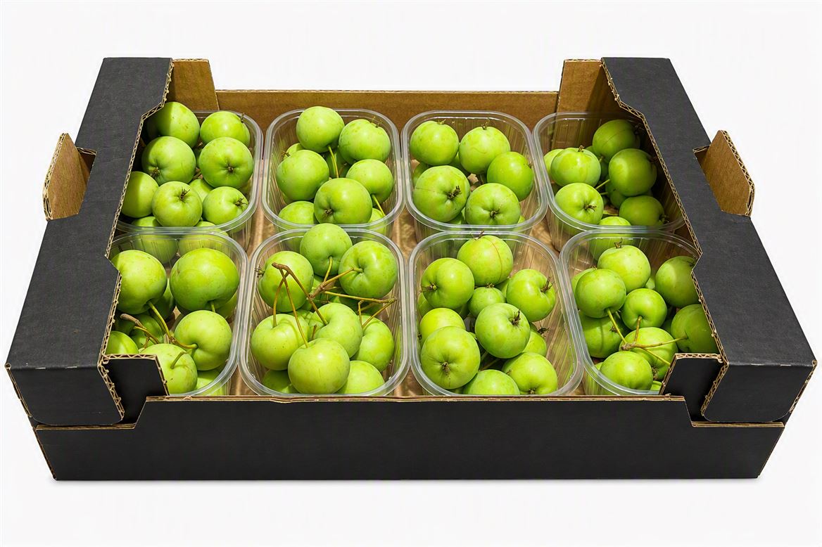 Malus Apple Green Flat X8