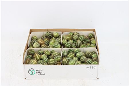 Sier Cucumis Mirio X4