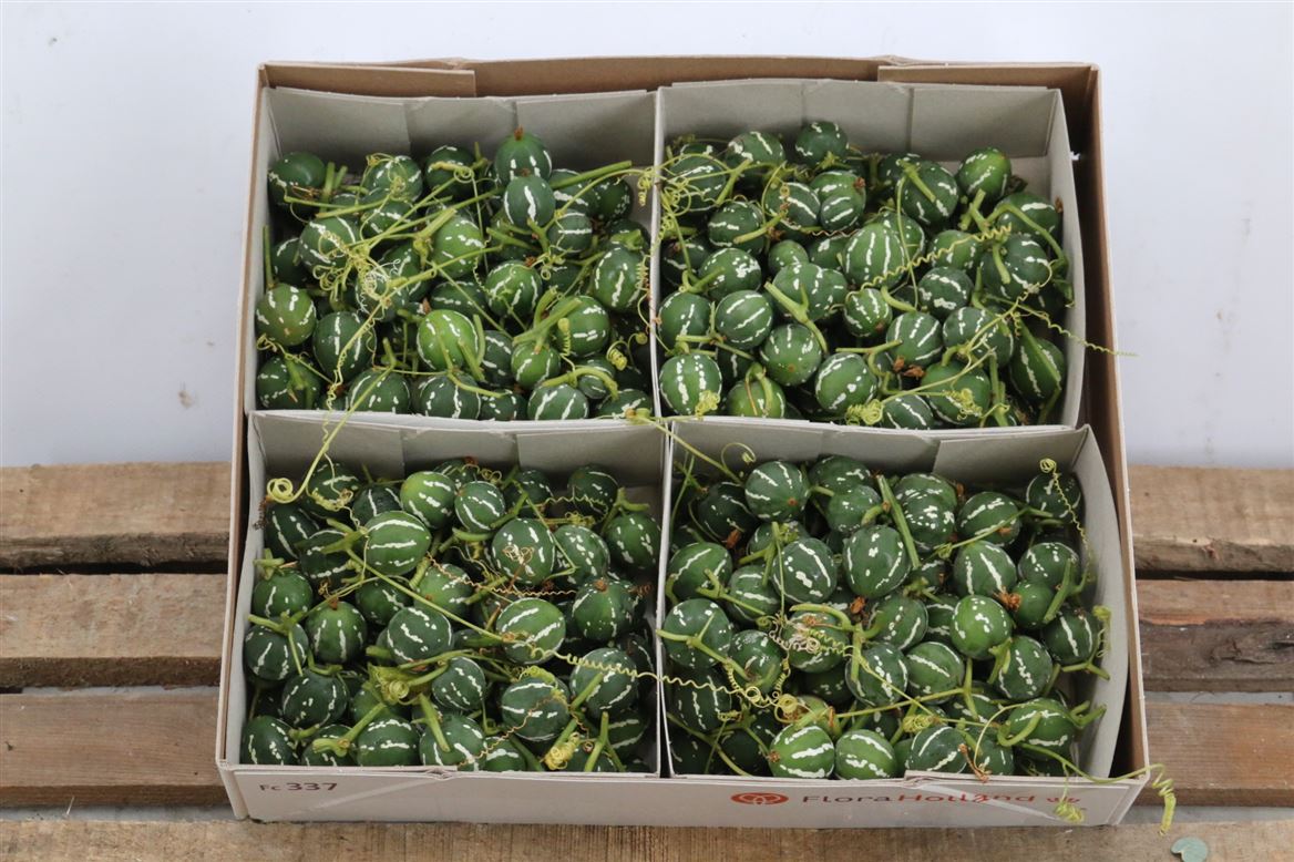 Various Greenery 10cm