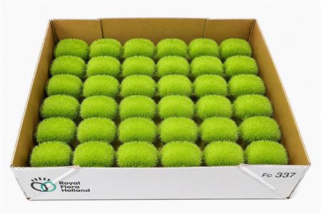 Sier Cucumis Maureen X30 Holl