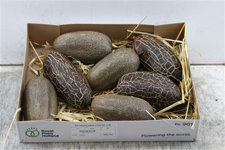 Sier Cucumis Sikkim Fruit Holl P Box