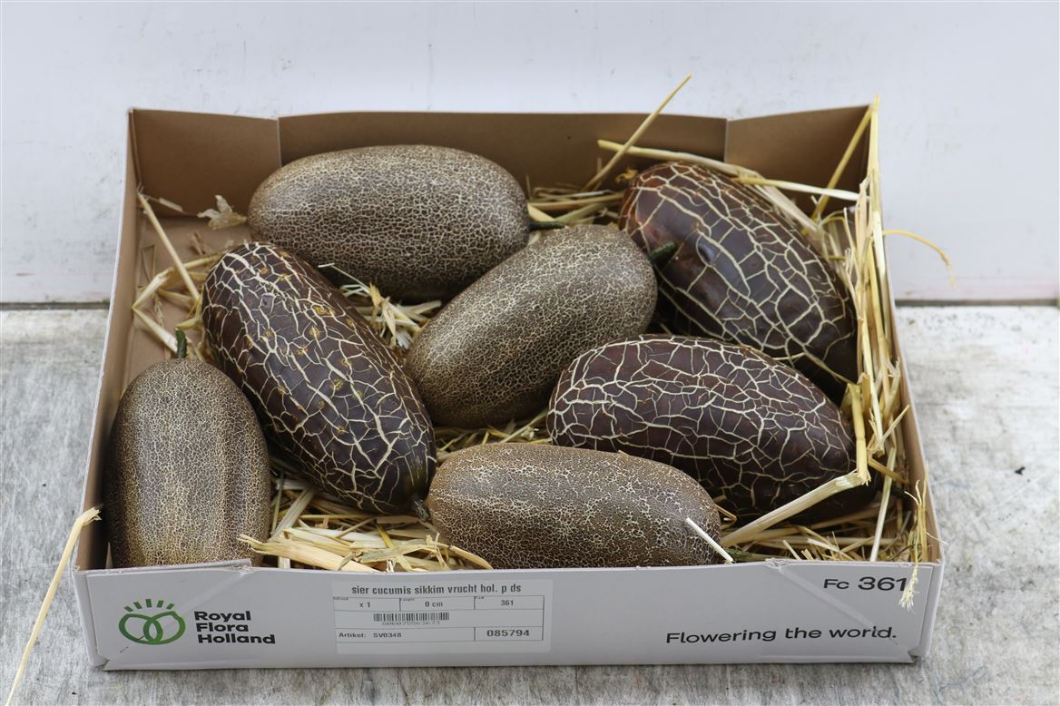 Ornamental Fruits