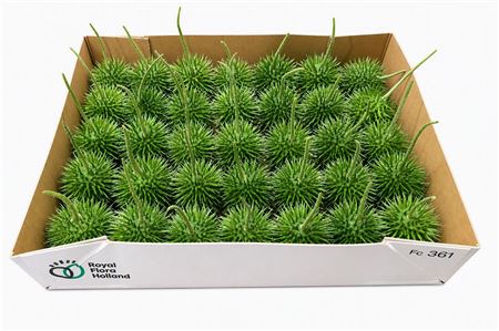 Sier Cucumis Egel L Holl X30