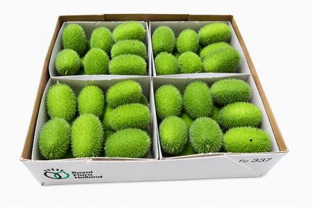 Sier Cucumis Maureen X4 Holl