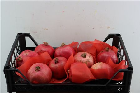 Sier Granaatappel Red X9 P Box