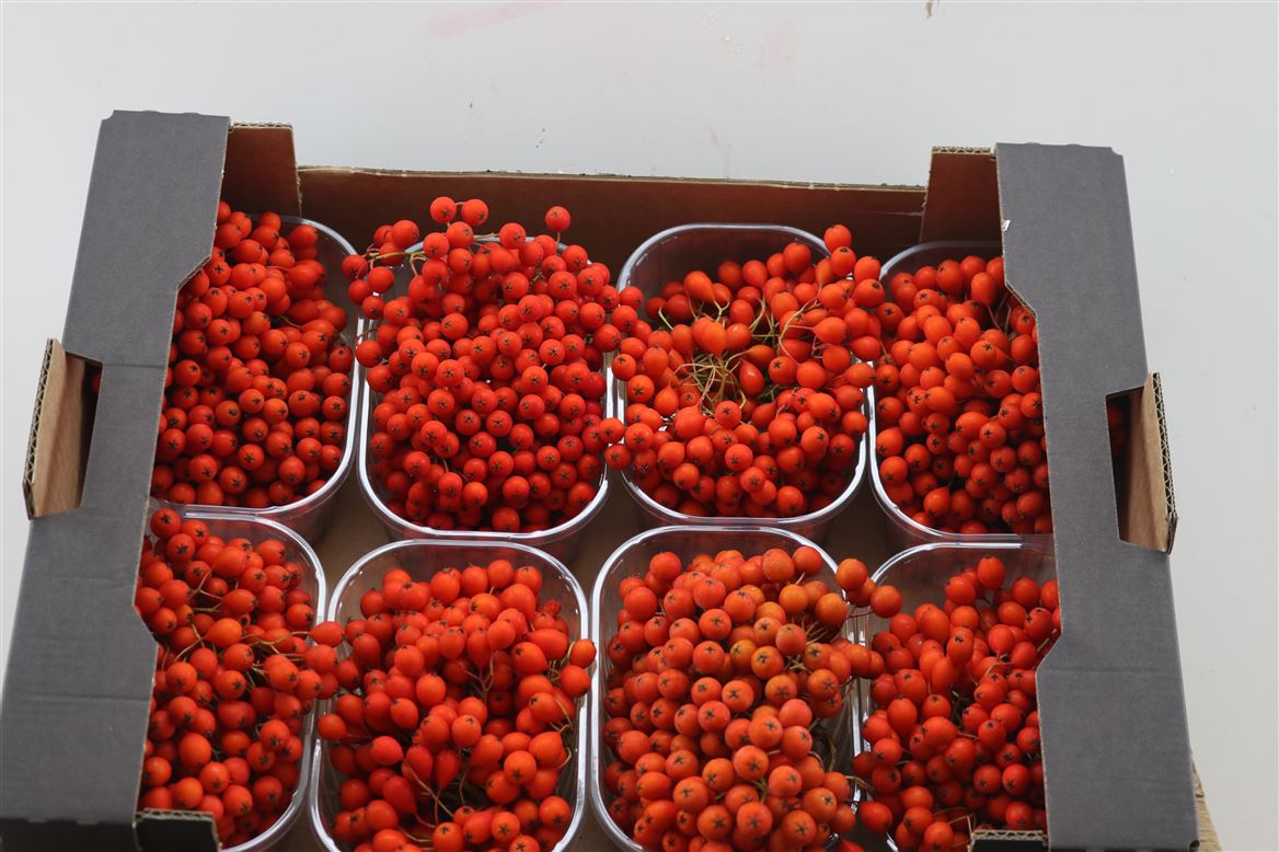 Ornamental Fruits Per Tray