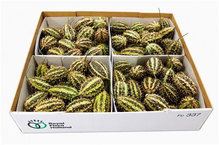 Sier Cucumis Maryline X4 Holl