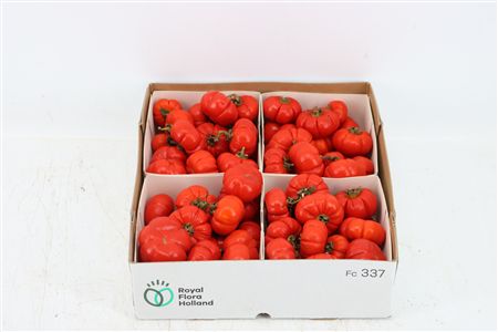 Sier Cuc Solanum Red X4
