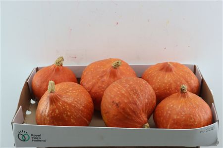Sier Cuc P Hokkaido X8