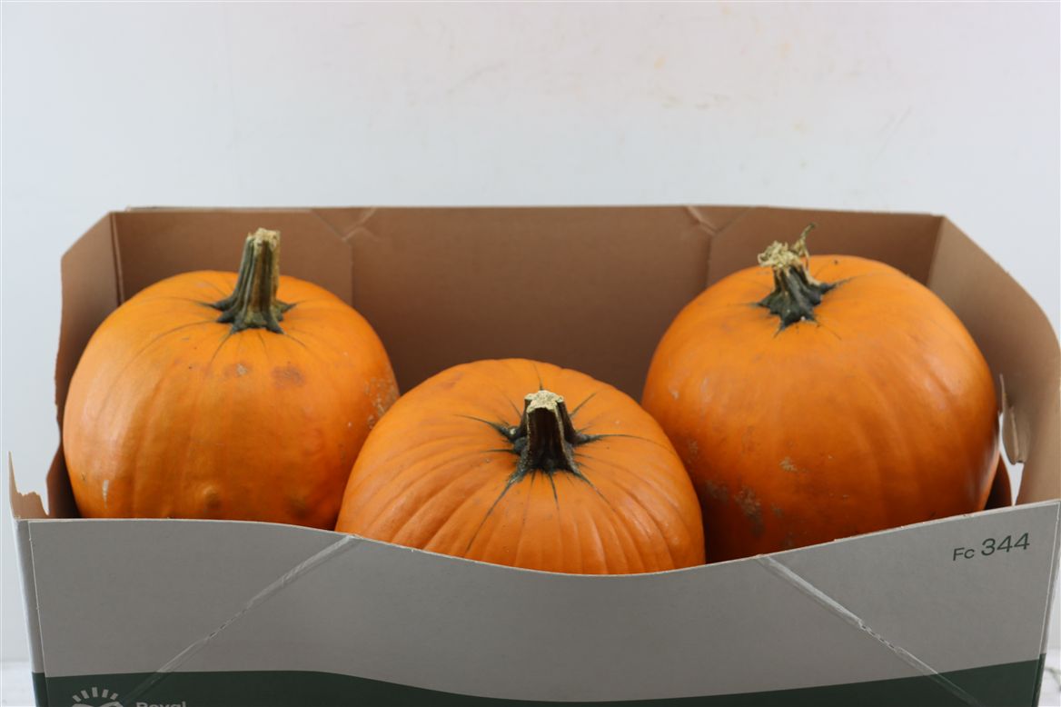 Ornamental Fruits Per Piece