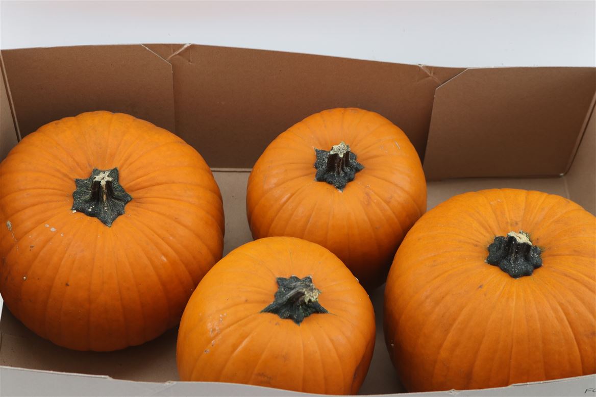 Cuc Halloween