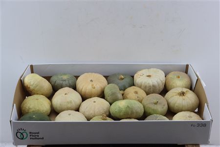Sier Cuc P Jarahdale Mix X20