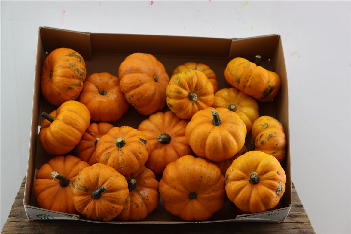 Cucurbita Jack Be Little