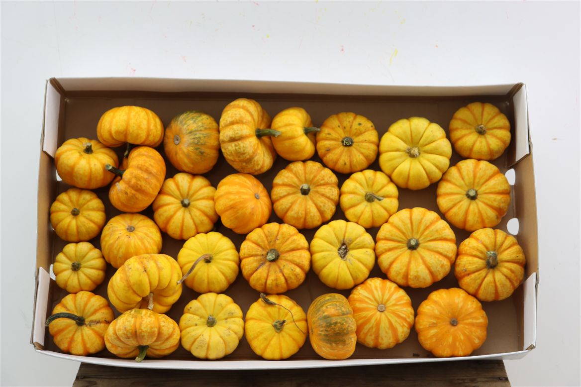 Ornamental Fruits Per Piece