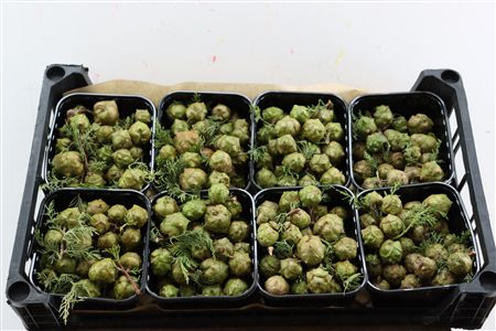 Sierfruit Cupressus Green X8