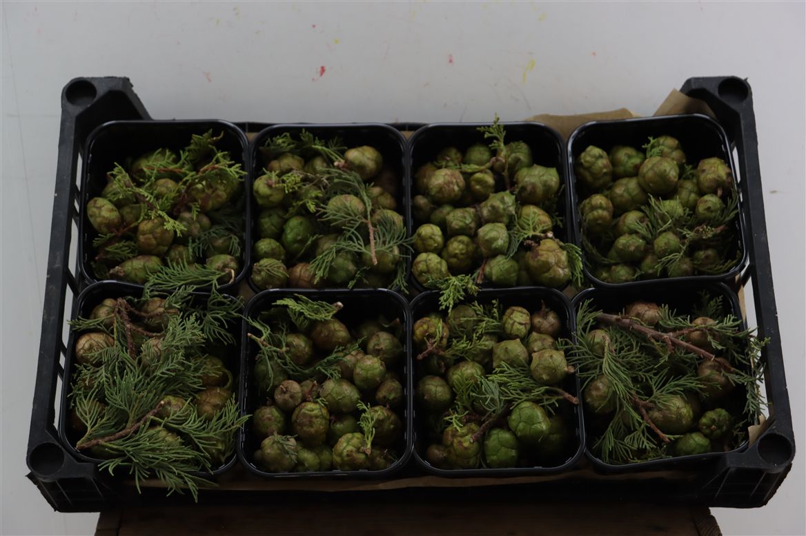 Ornamental Fruits