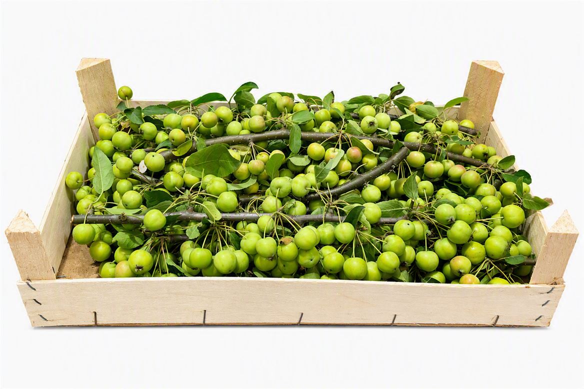 Malus Per Stem 10cm